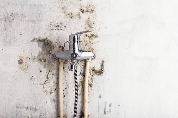 Best Black Mold Removal  in Parksdale, CA