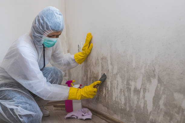 Best Best Mold Removal Companies  in Parksdale, CA