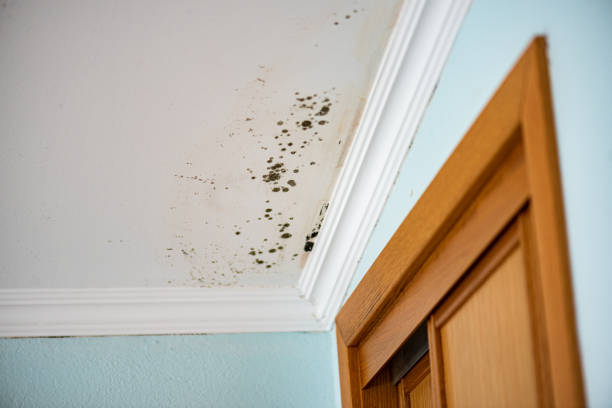 Best Attic Mold Removal  in Parksdale, CA