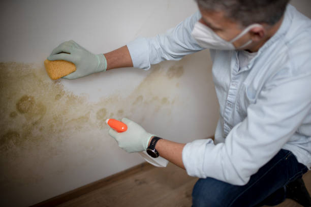 Best Mold Cleaning Services  in Parksdale, CA