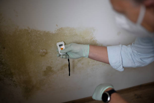 Parksdale, CA Mold Removal Company