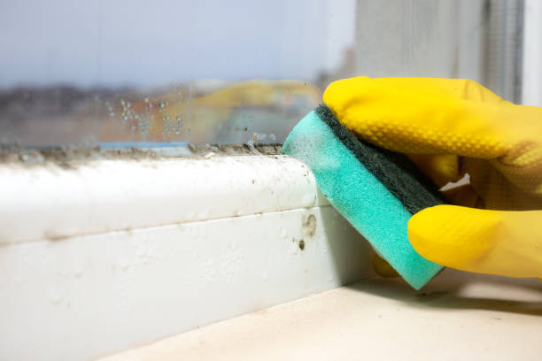 Best Mold Remediation Experts  in Parksdale, CA