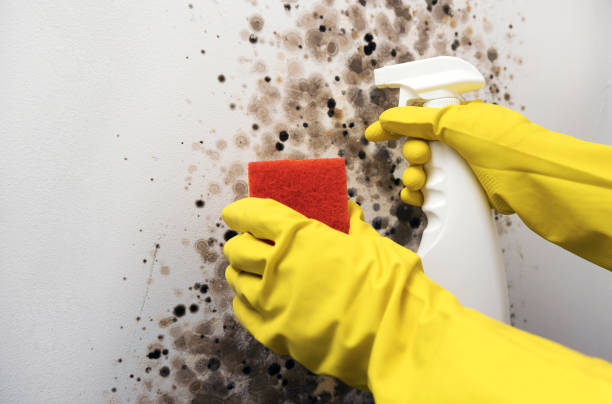 Parksdale, CA Mold Removal Company
