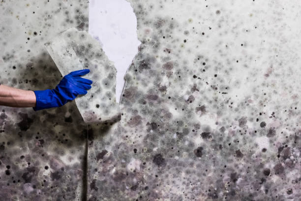 Best Mold Testing  in Parksdale, CA
