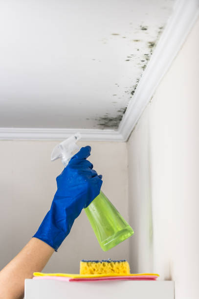 Office Mold Removal Services in Parksdale, CA